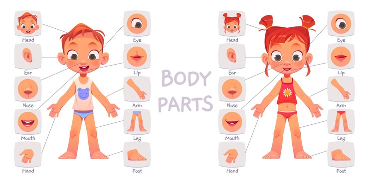 gambar anggota tubuh dalam bahasa inggris